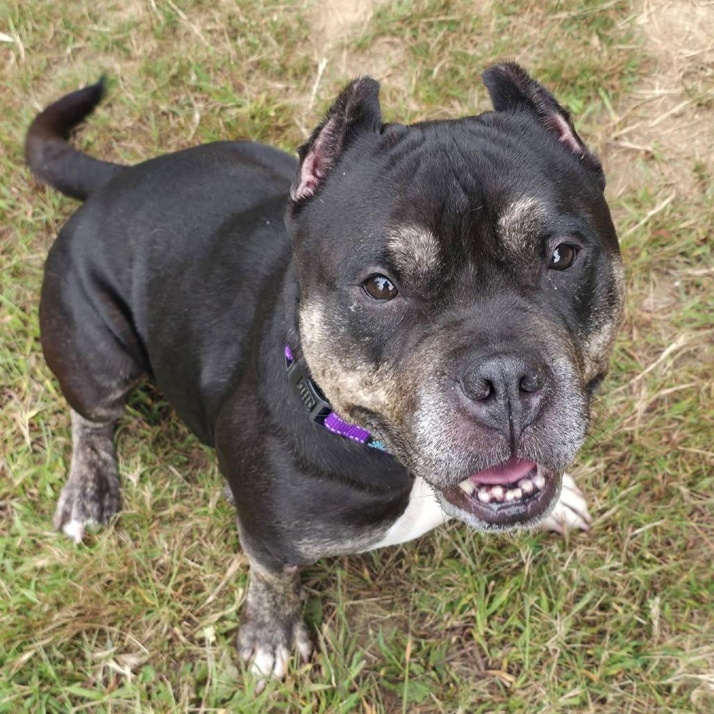 Enlarge Dahlia, a Adoptable Terrier in Conway, NH image 2/6