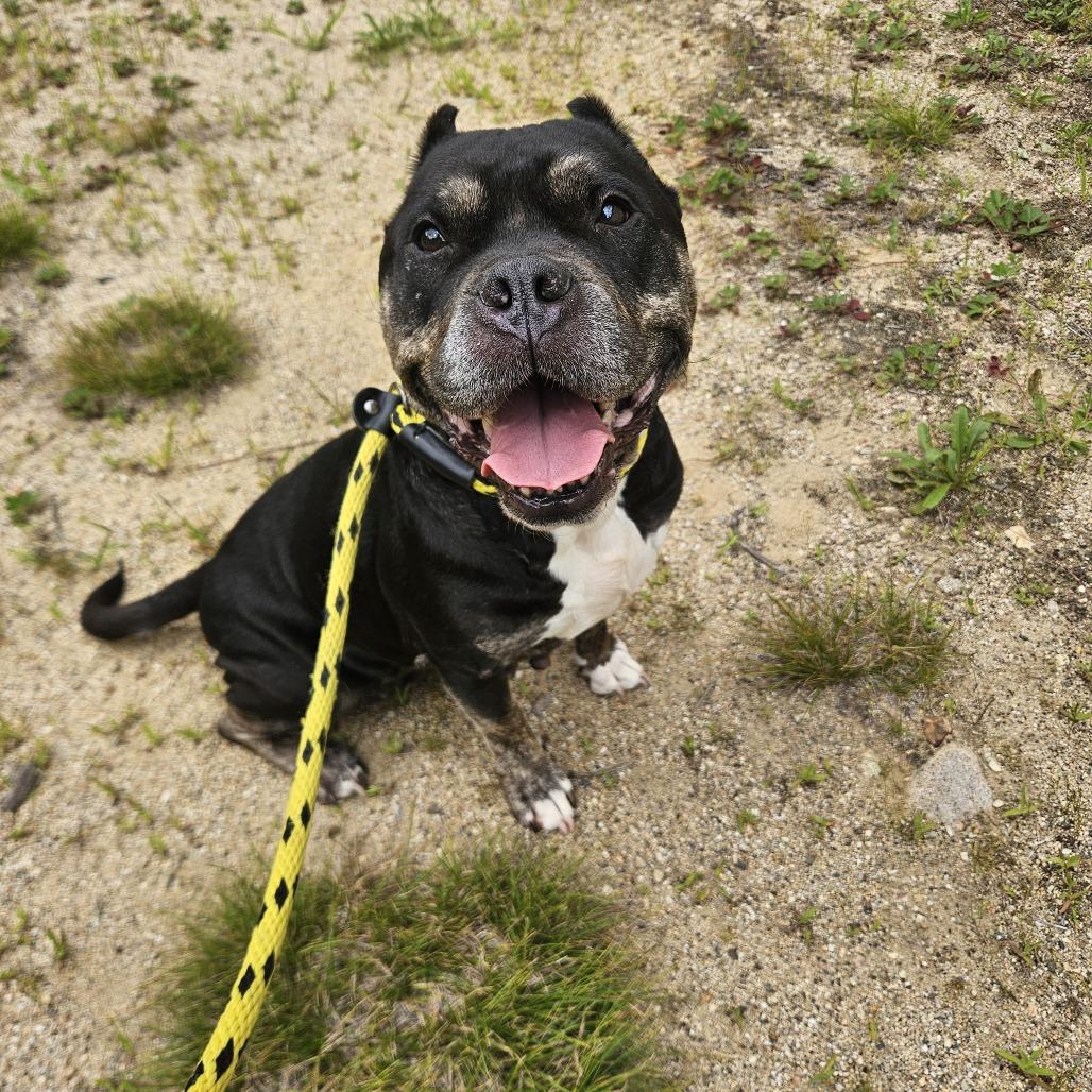 Enlarge Dahlia, a Adoptable Terrier in Conway, NH image 3/6