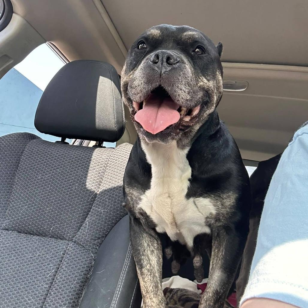Enlarge Dahlia, a Adoptable Terrier in Conway, NH image 4/6