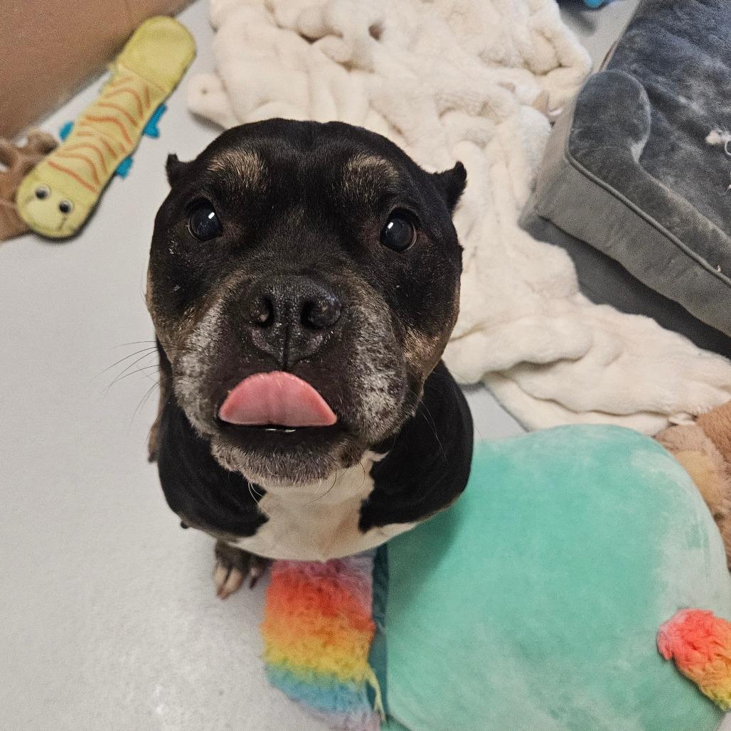 Enlarge Dahlia, a Adoptable Terrier in Conway, NH image 5/6