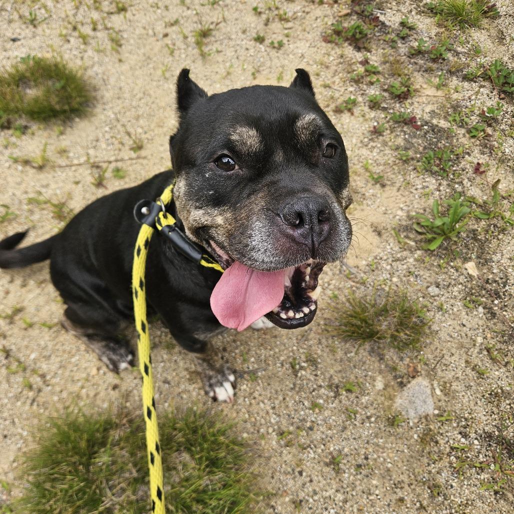 Enlarge Dahlia, a Adoptable Terrier in Conway, NH image 6/6