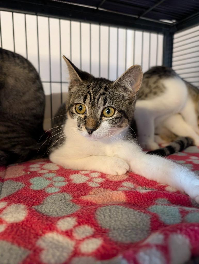 Sumac, Adoptable, Kitten Female Domestic Short Hair.