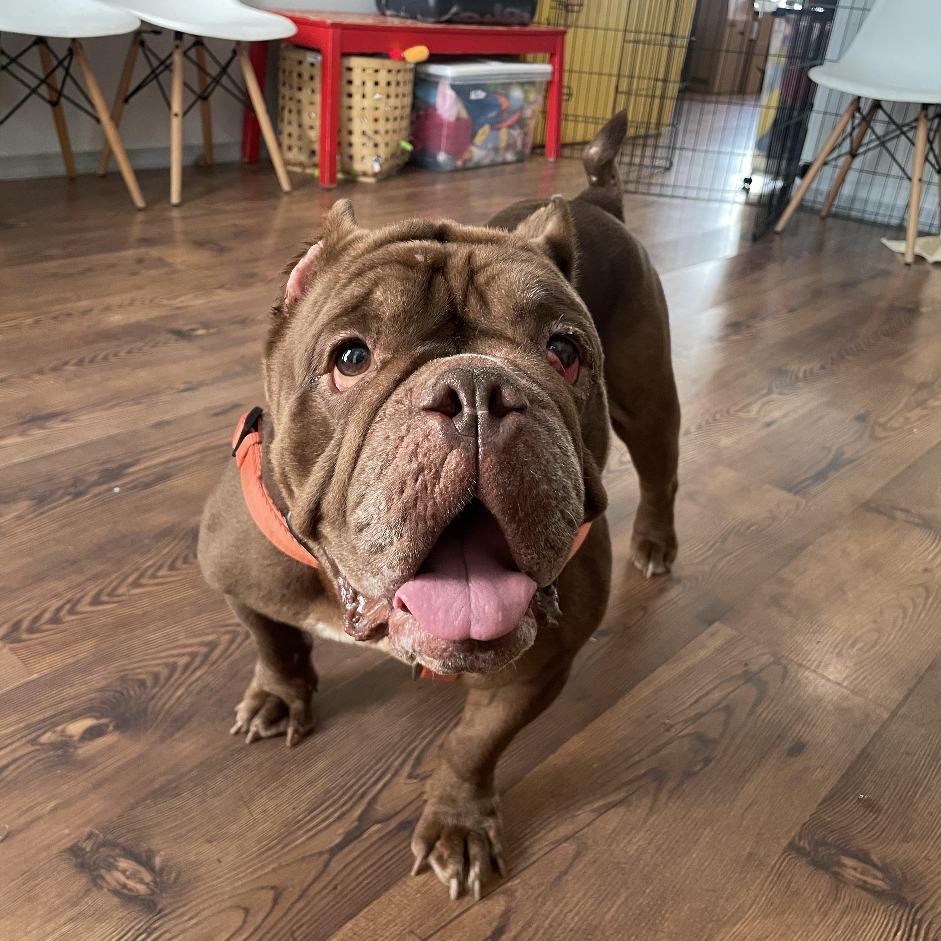 Pearl, a Adopted English Bulldog in Philadelphia, PA image 1/3