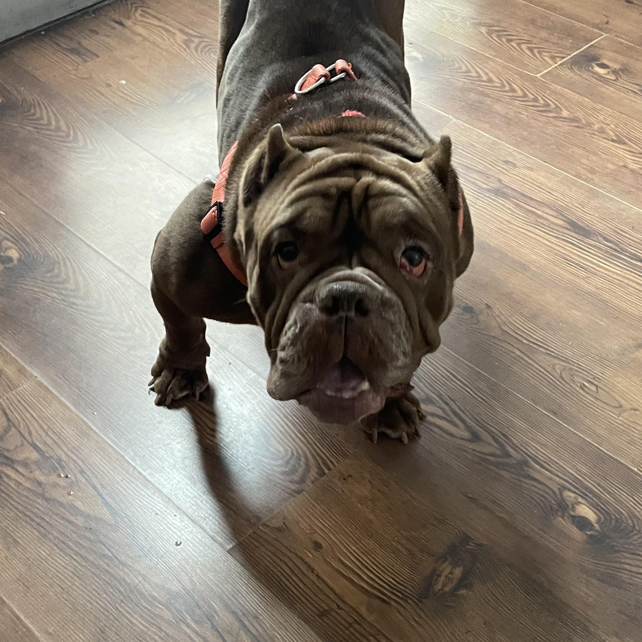 Pearl, a Adopted English Bulldog in Philadelphia, PA image 3/3