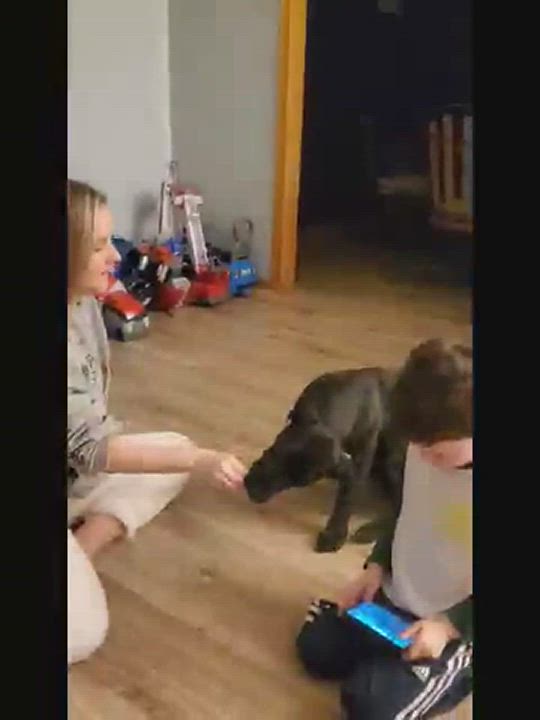 Enlarge Luigi, a Adopted mixed breed in Youngstown, OH video 5/9