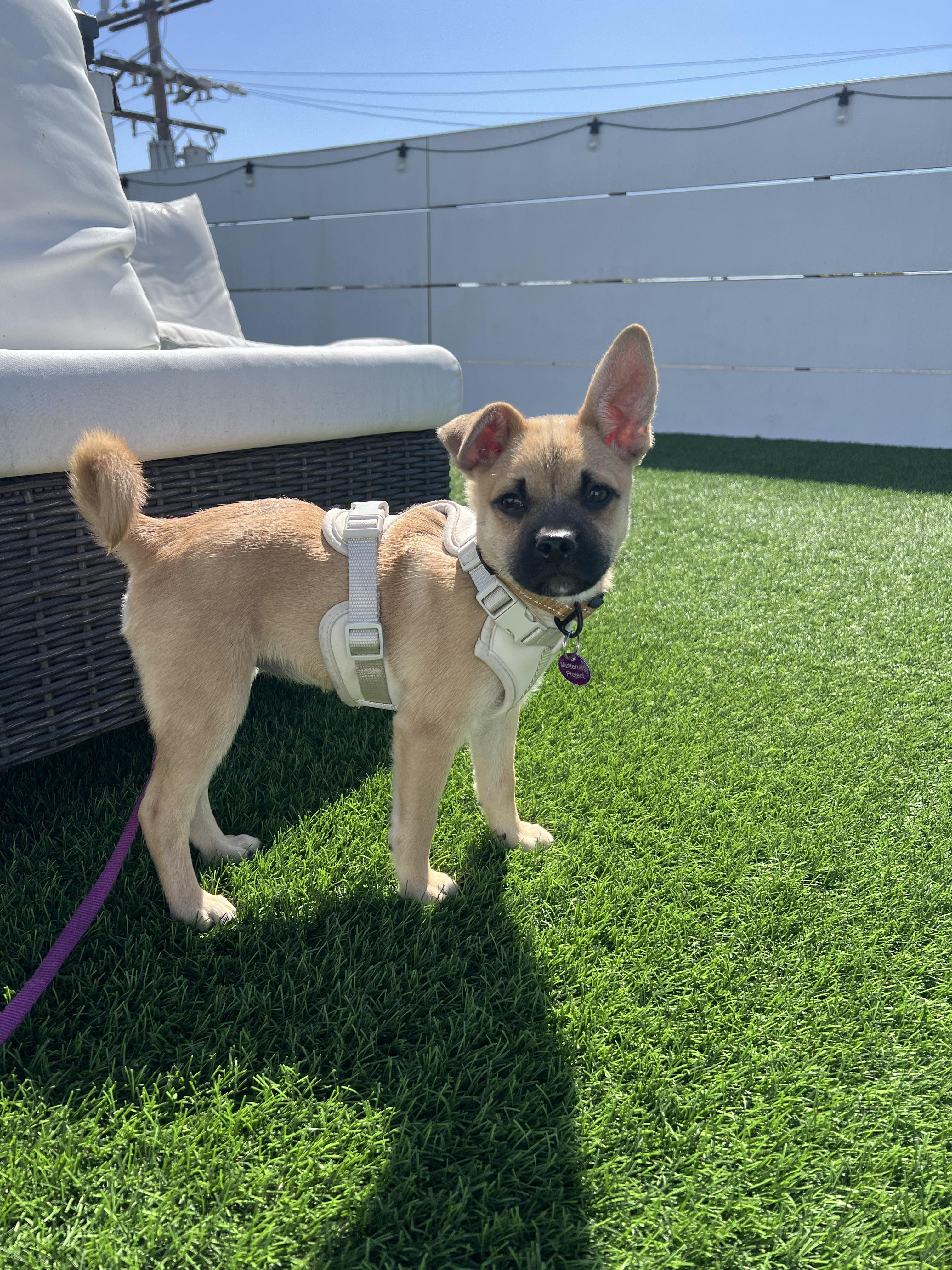 Enlarge Anastasia, a ADOPTABLE mixed breed in West Hollywood, CA image 6/6