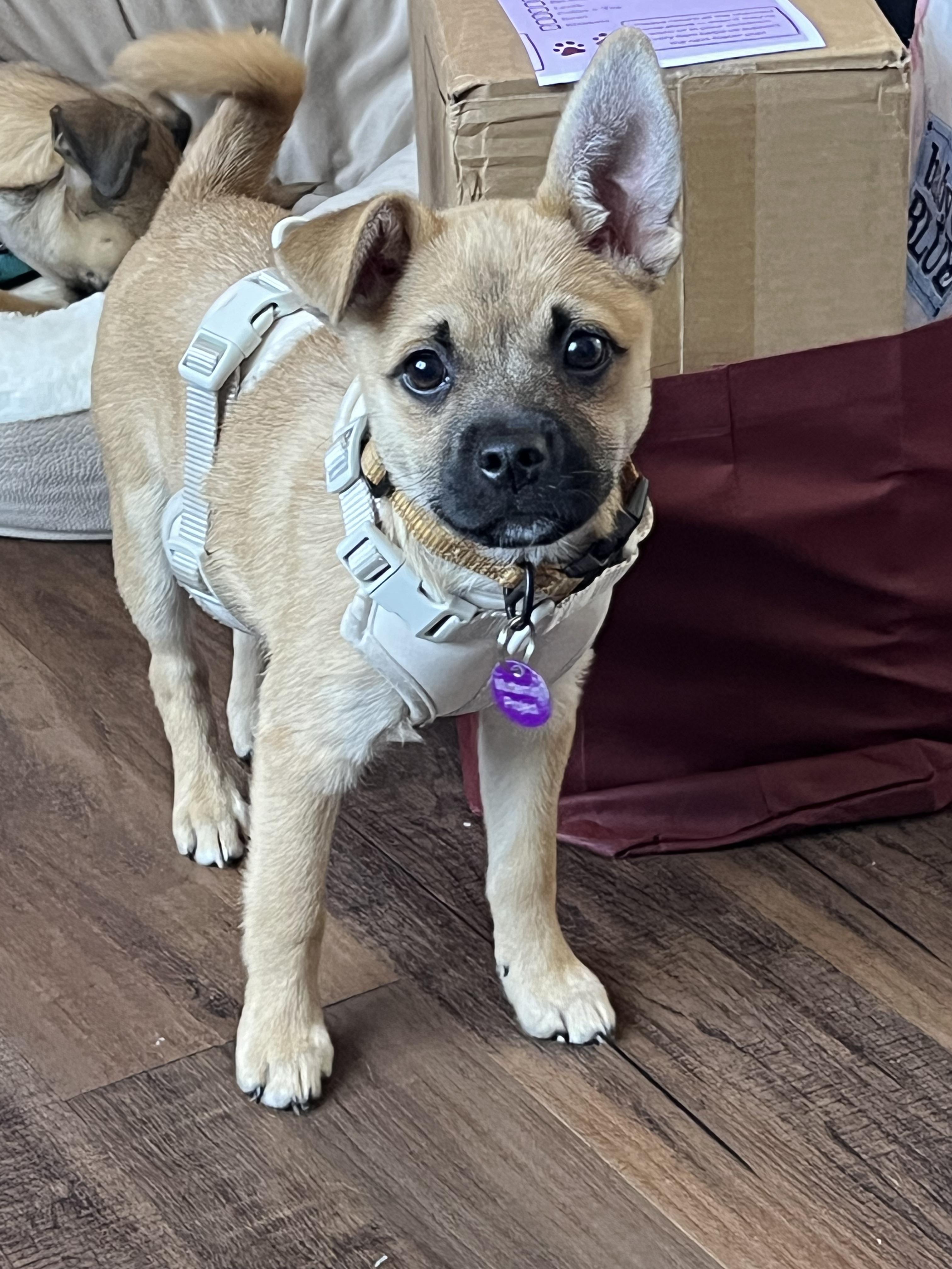 Enlarge Anastasia, a ADOPTABLE mixed breed in West Hollywood, CA image 1/6