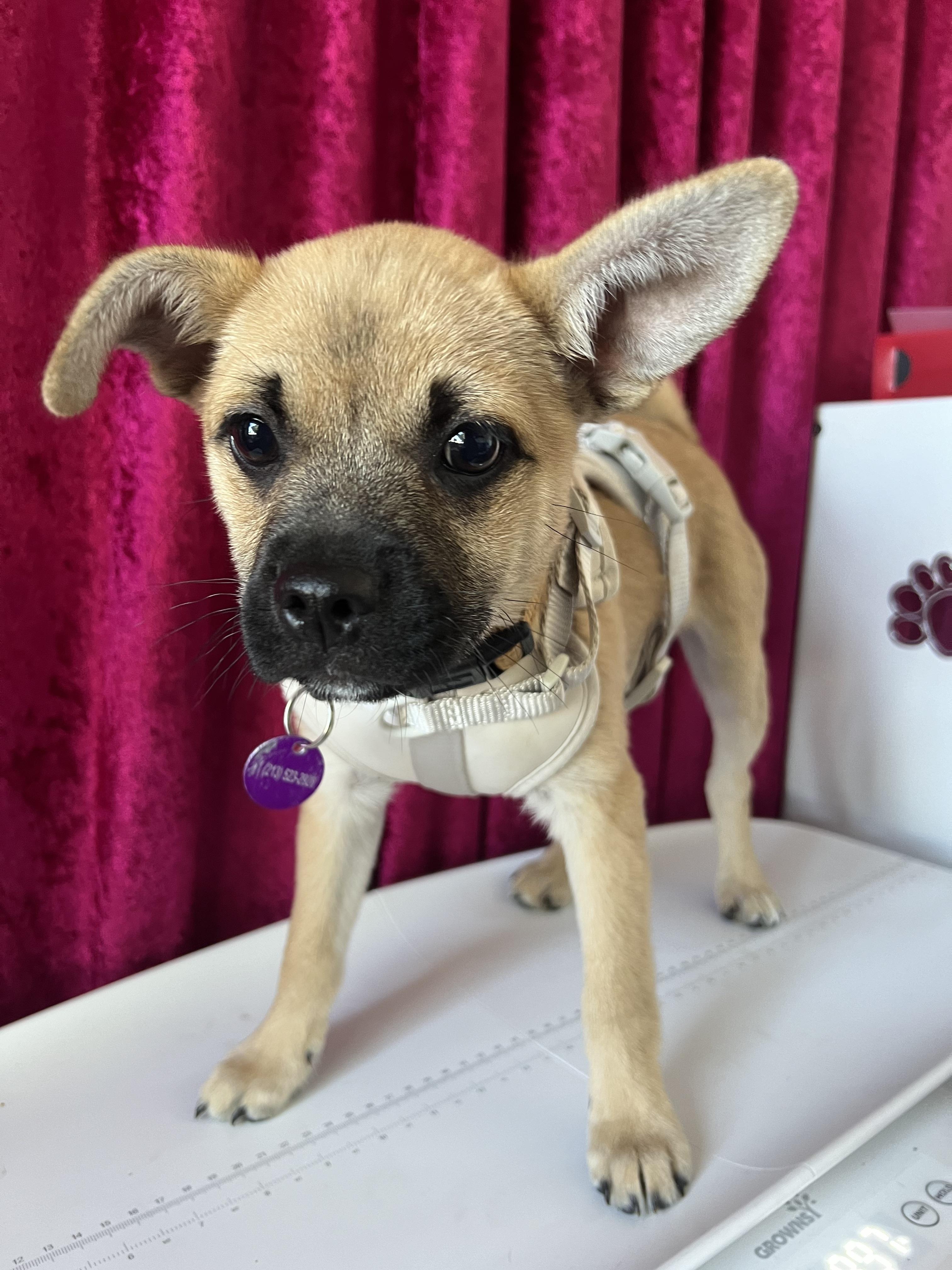 Enlarge Anastasia, a ADOPTABLE mixed breed in West Hollywood, CA image 2/6