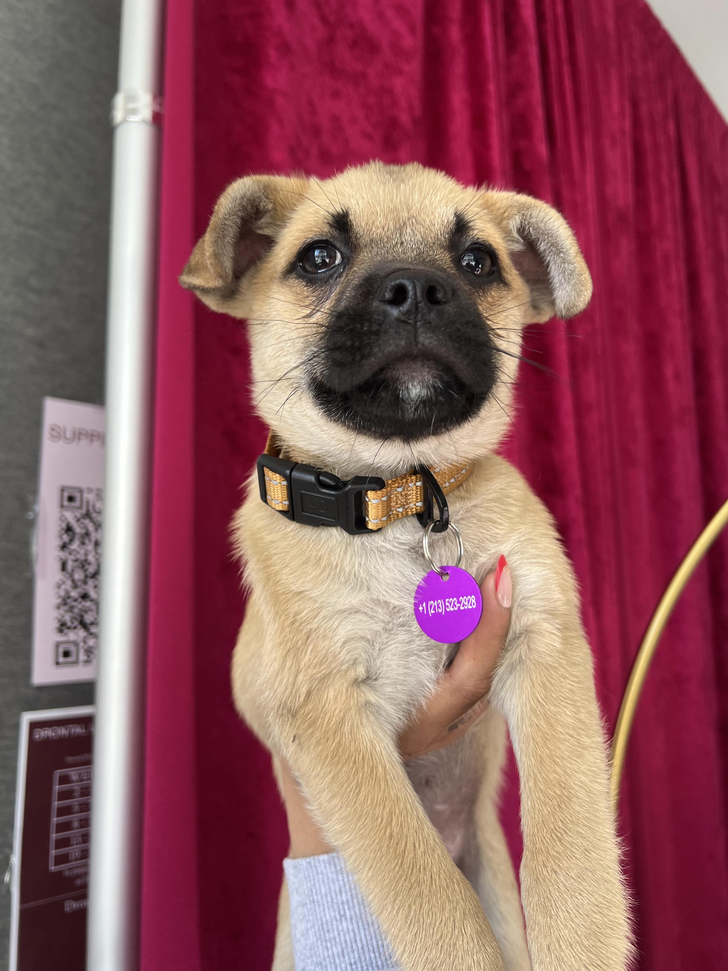Enlarge Anastasia, a ADOPTABLE mixed breed in West Hollywood, CA image 5/6
