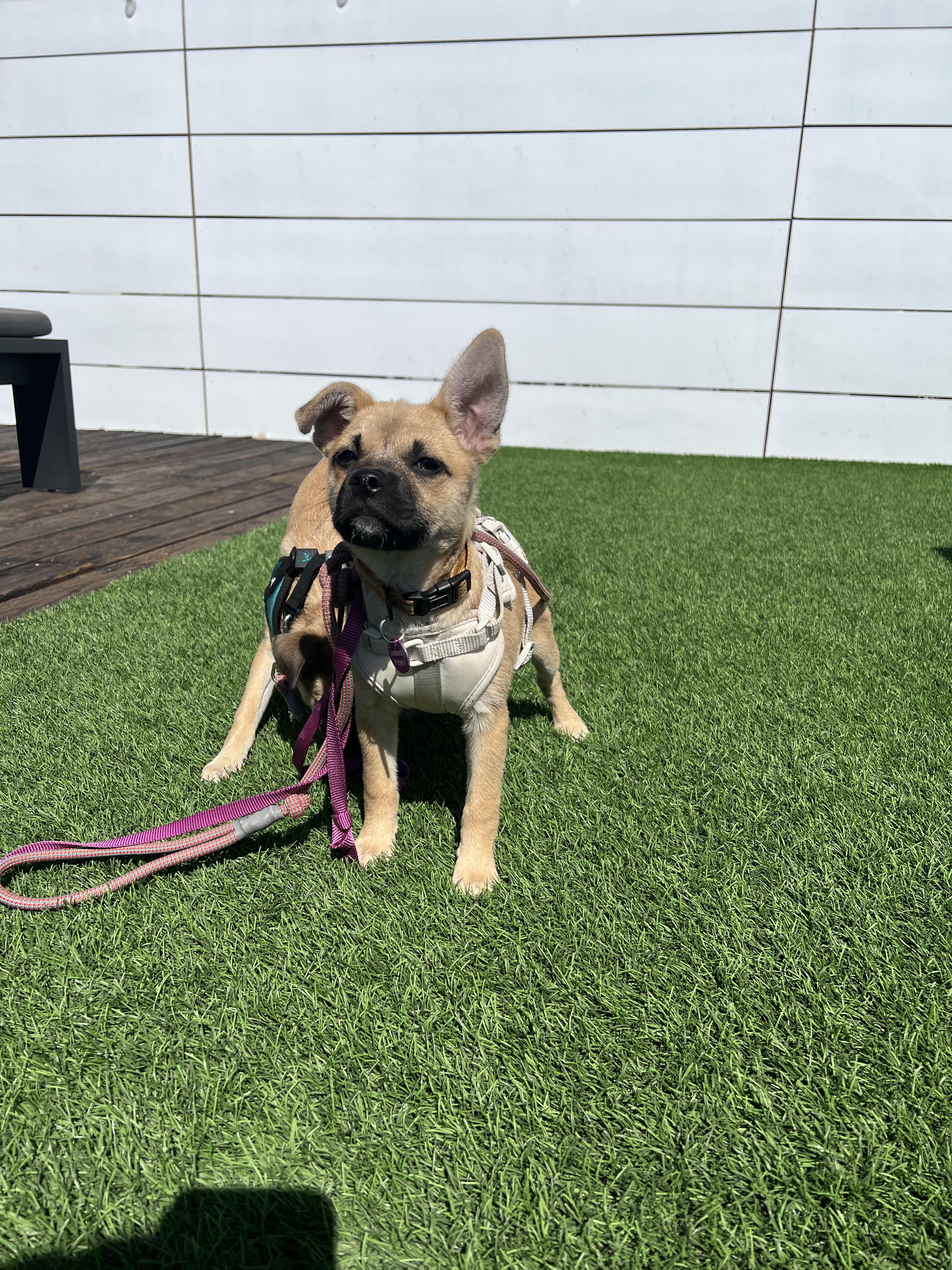 Enlarge Anastasia, a ADOPTABLE mixed breed in West Hollywood, CA image 3/6