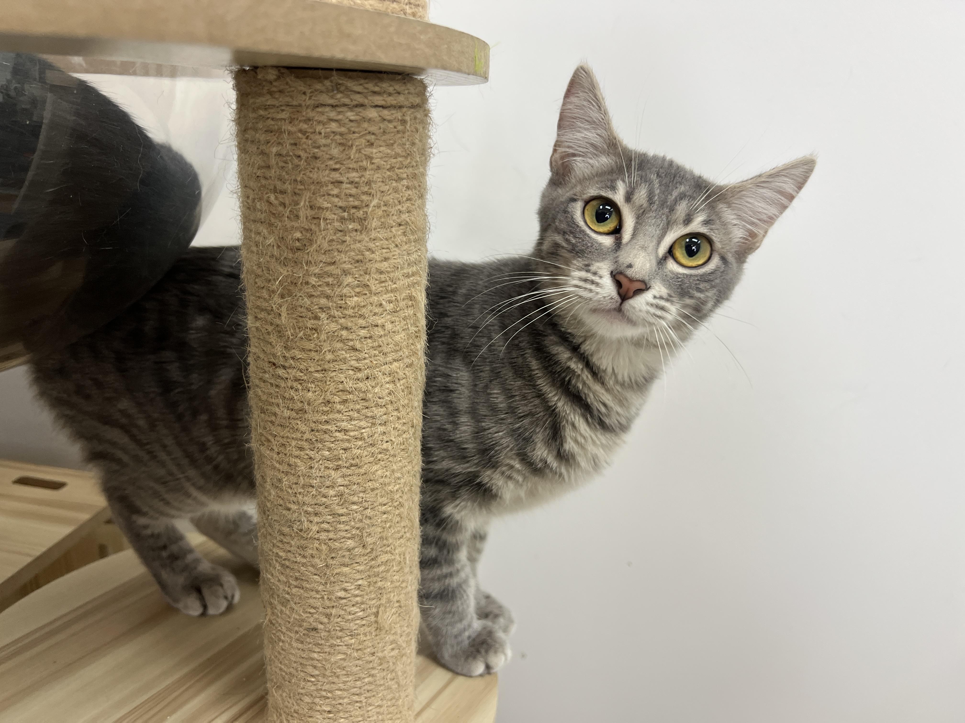 Enlarge Casper, a Adoption Pending Domestic Short Hair in chino, CA image 2/6