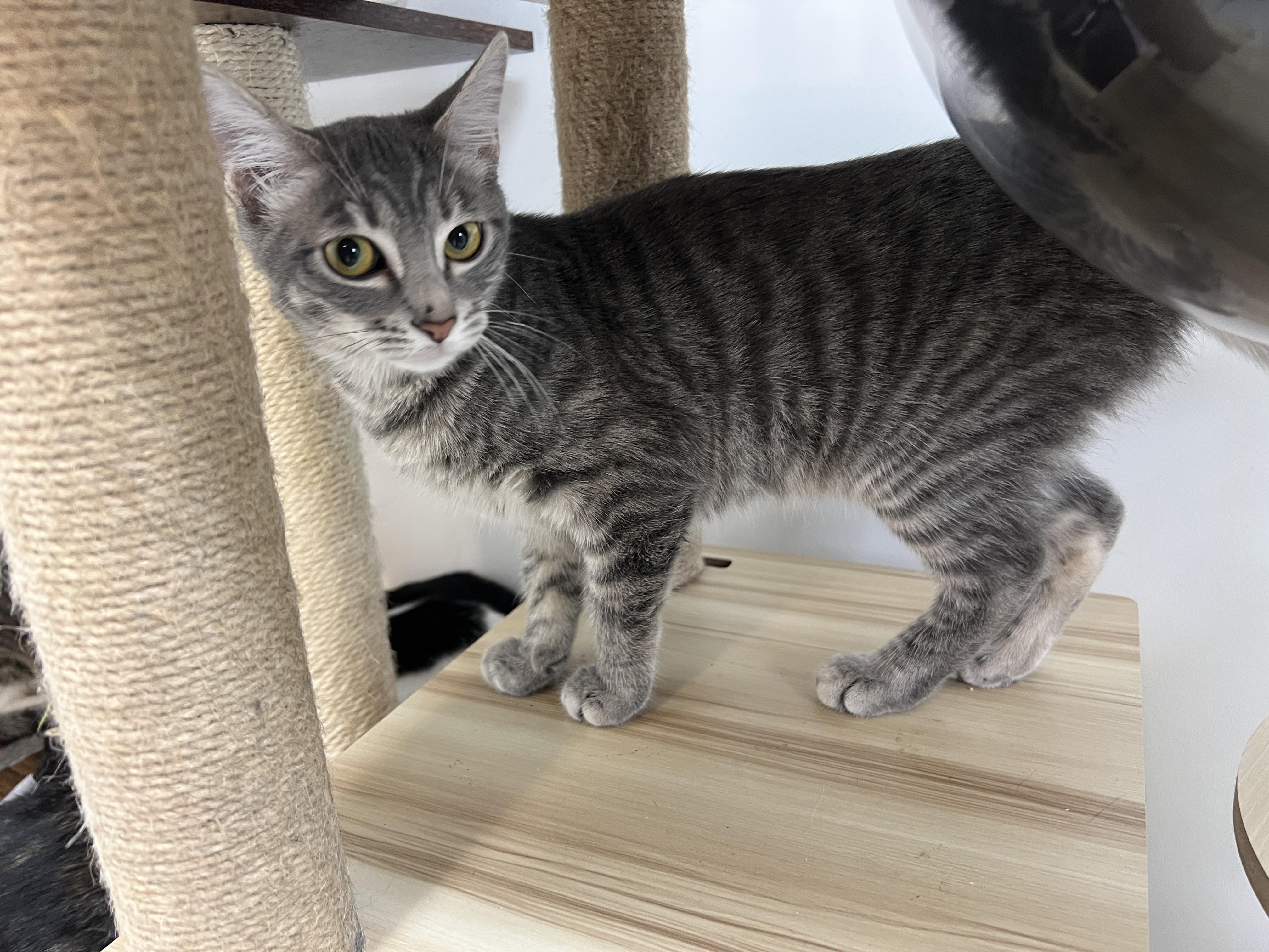 Enlarge Casper, a Adoption Pending Domestic Short Hair in chino, CA image 4/6