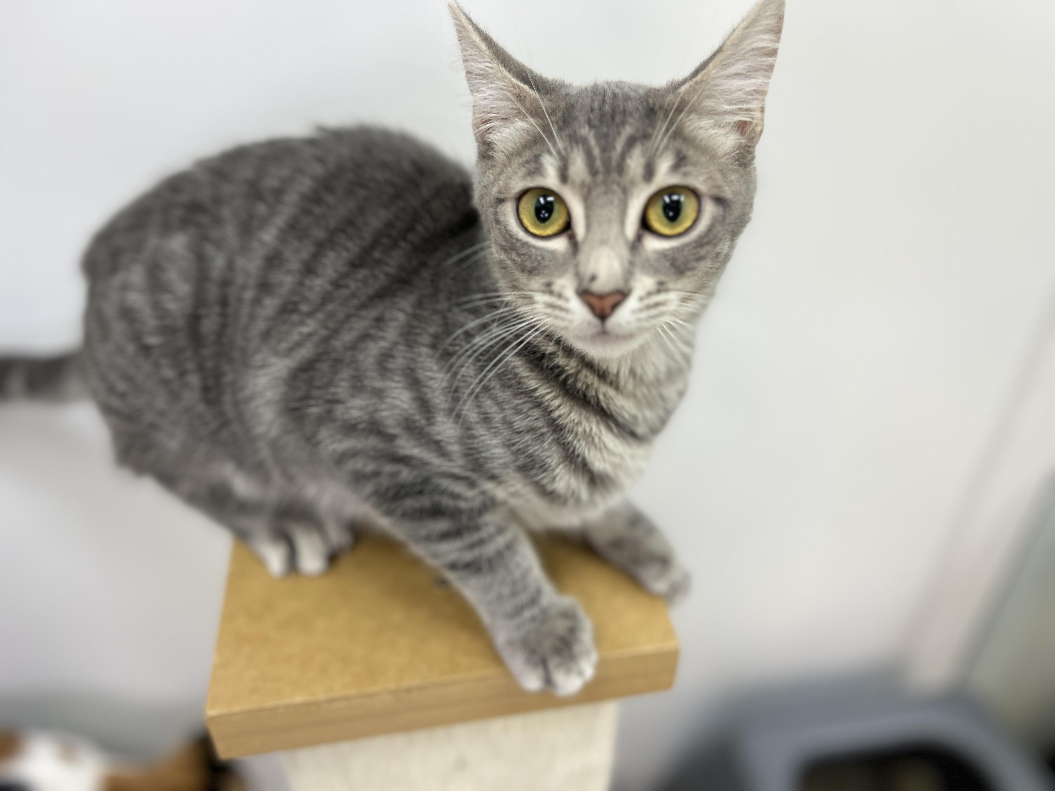 Enlarge Casper, a Adoption Pending Domestic Short Hair in chino, CA image 5/6