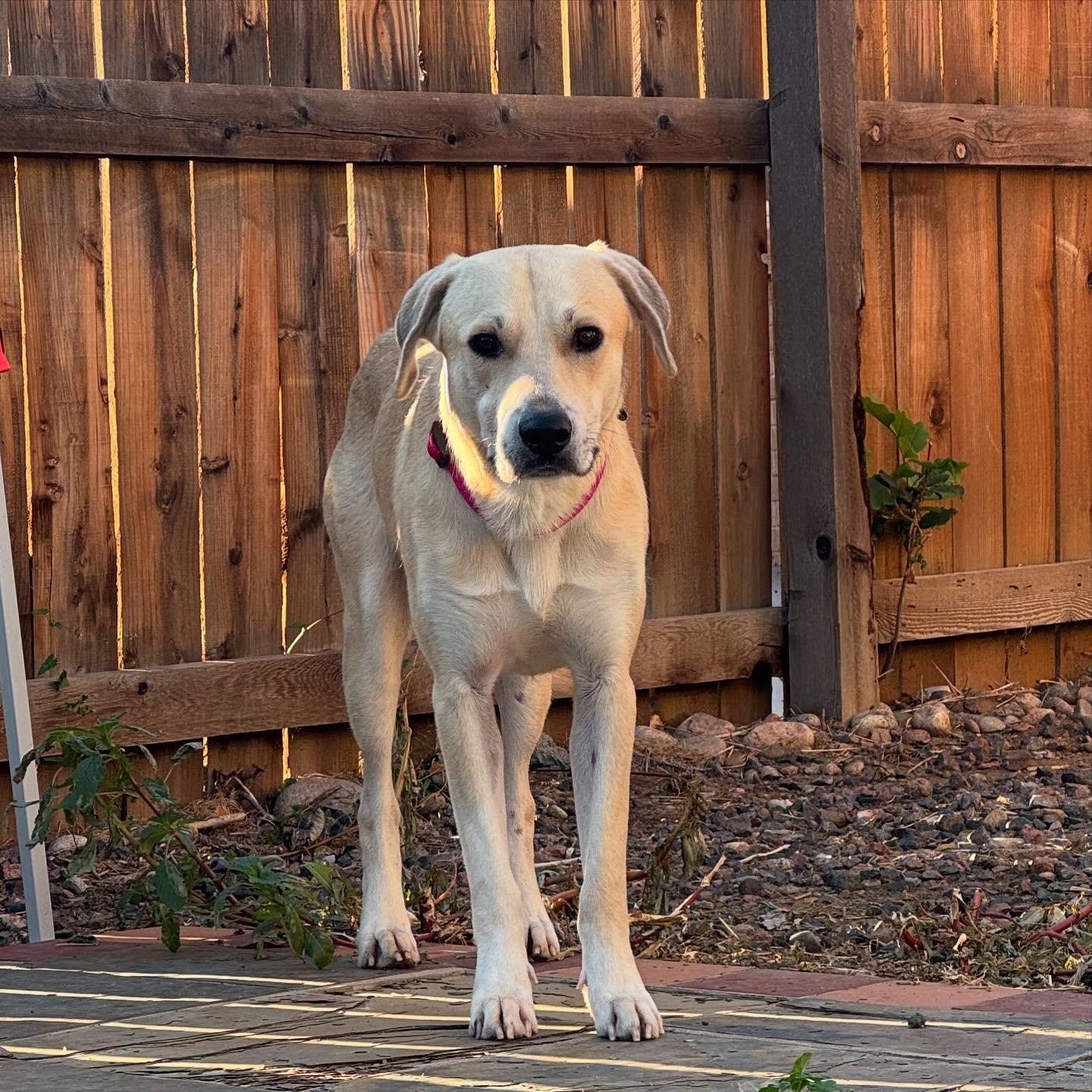 Adam, ADOPTABLE, Adult Male Yellow Labrador Retriever.