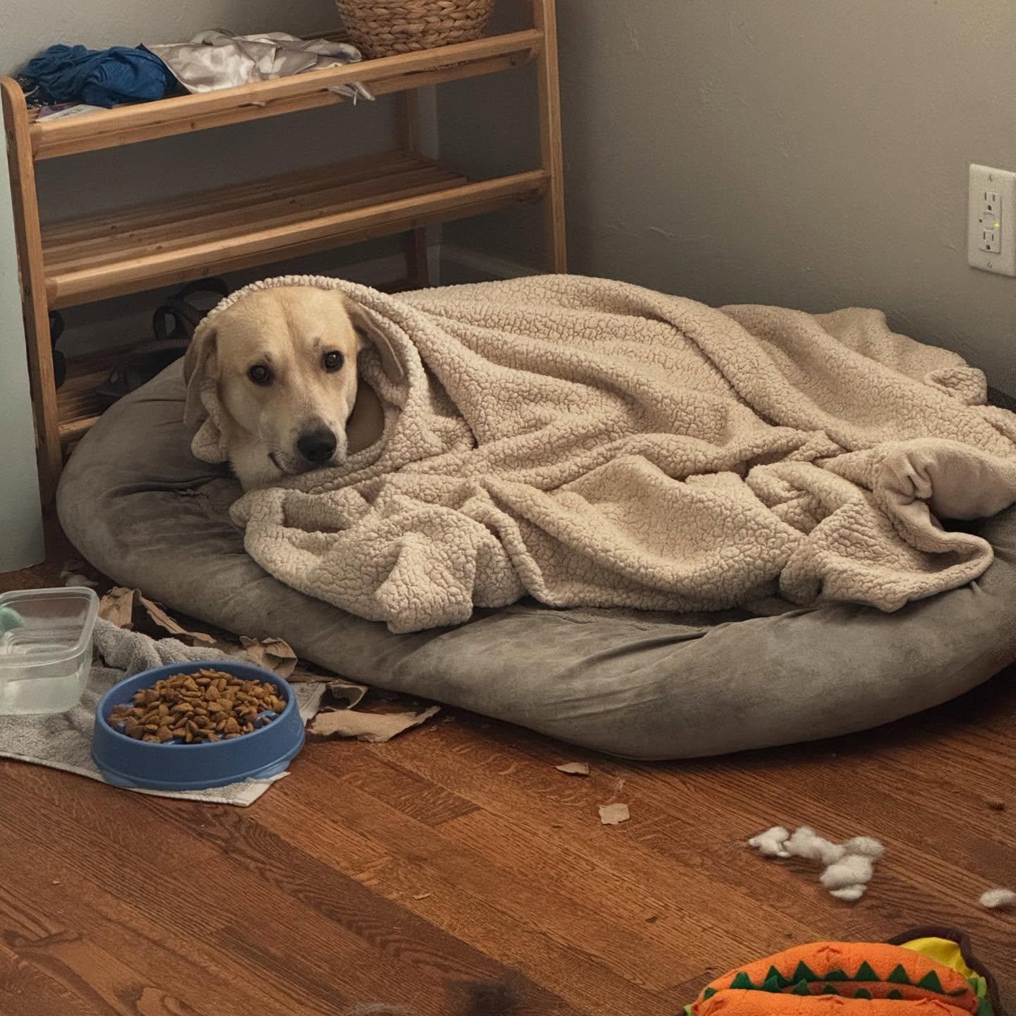 Enlarge Adam, a ADOPTABLE mixed breed in Commerce City, CO image 4/5