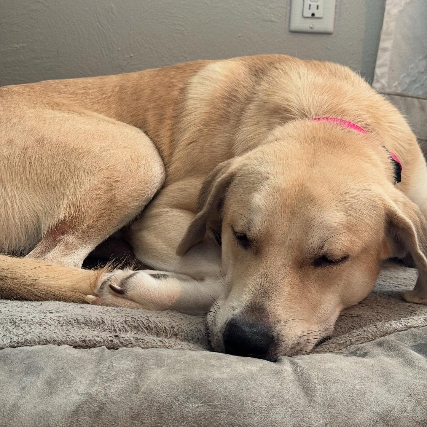 Enlarge Adam, a ADOPTABLE mixed breed in Commerce City, CO image 3/5