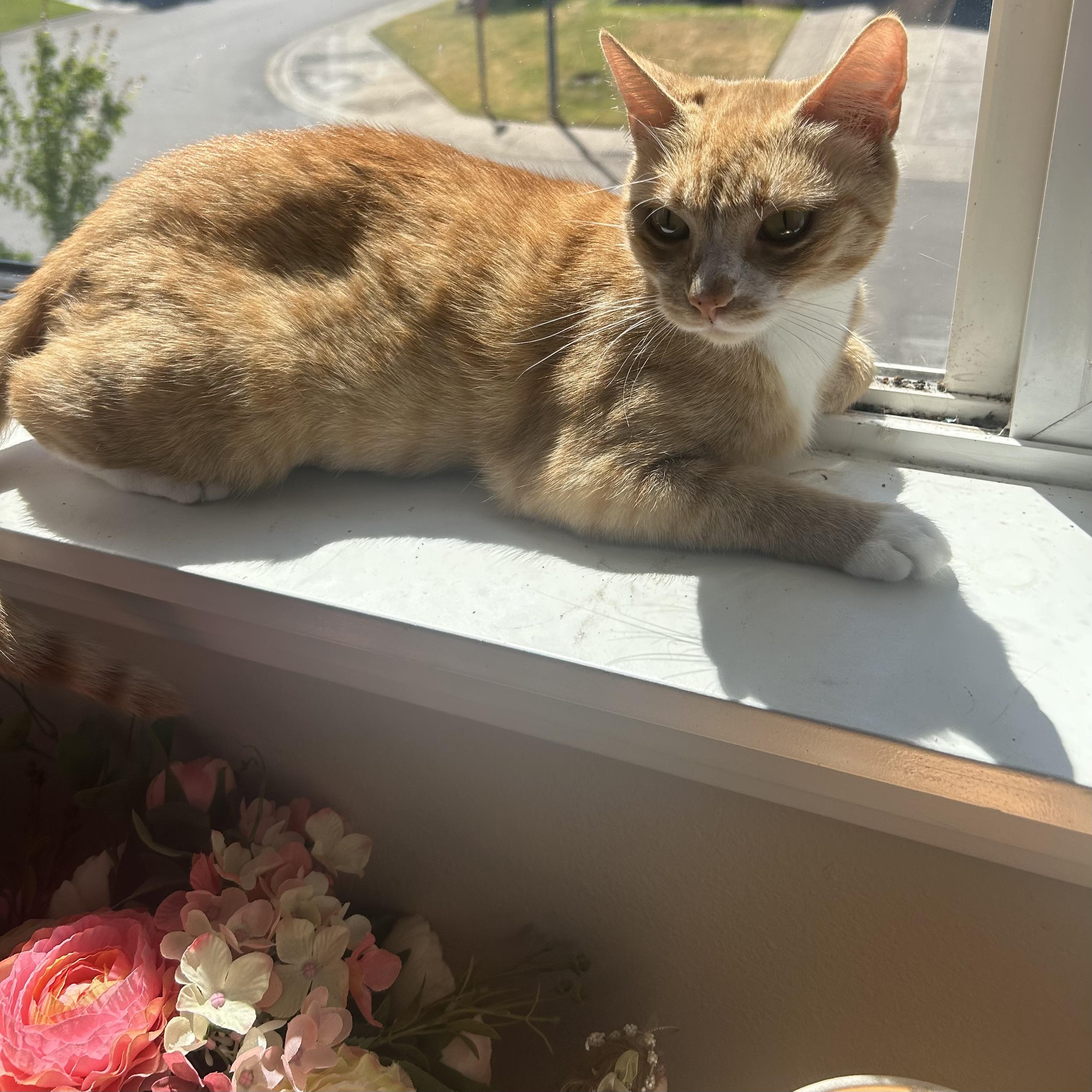 Frankie, Adoptable, Adult Female Domestic Short Hair.