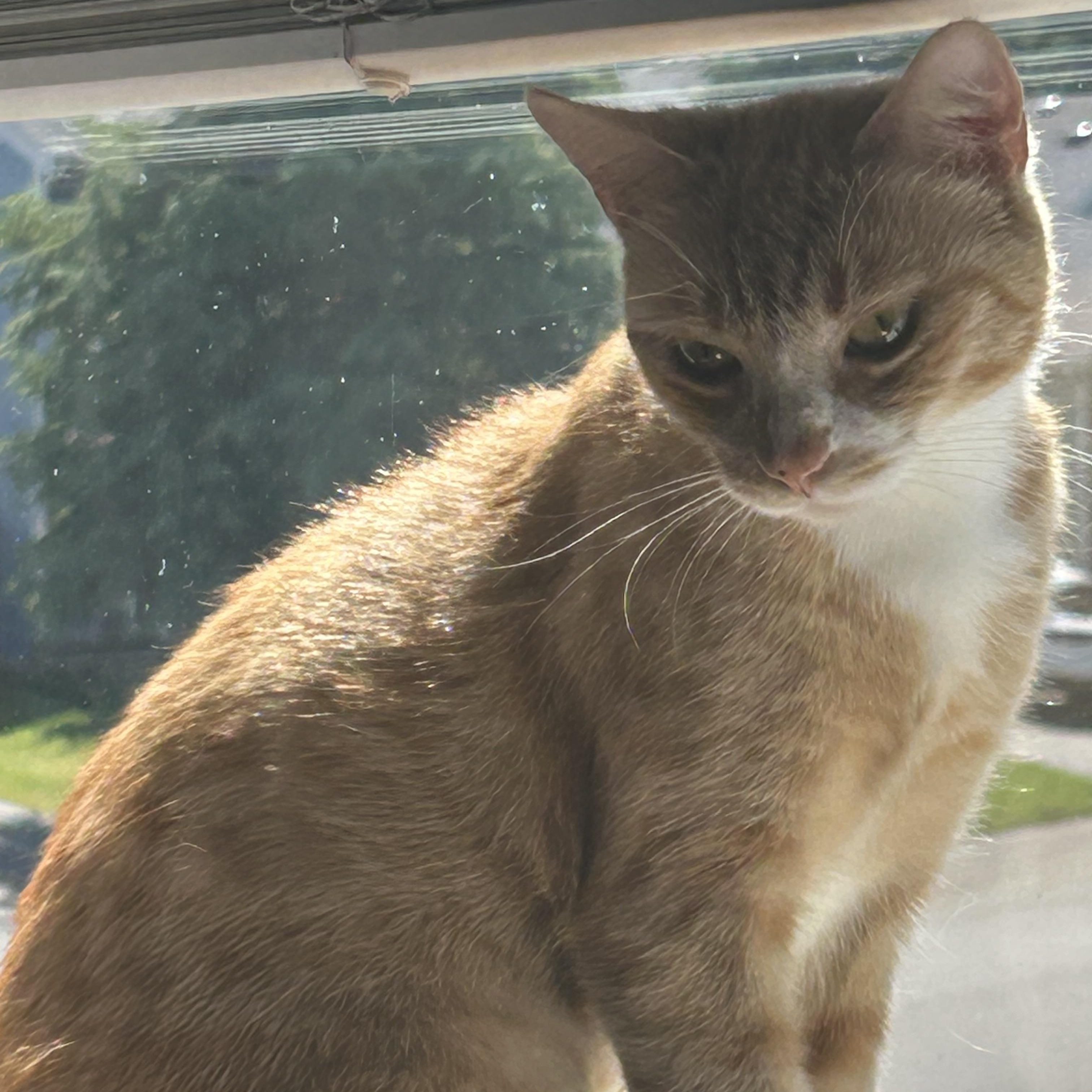 Enlarge Frankie, a Adoptable Domestic Short Hair in Puyallup, WA image 5/6