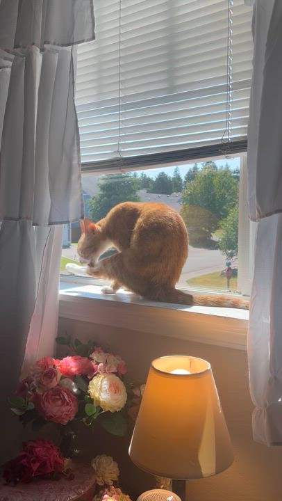 Enlarge Frankie, a Adoptable Domestic Short Hair in Puyallup, WA video 2/6