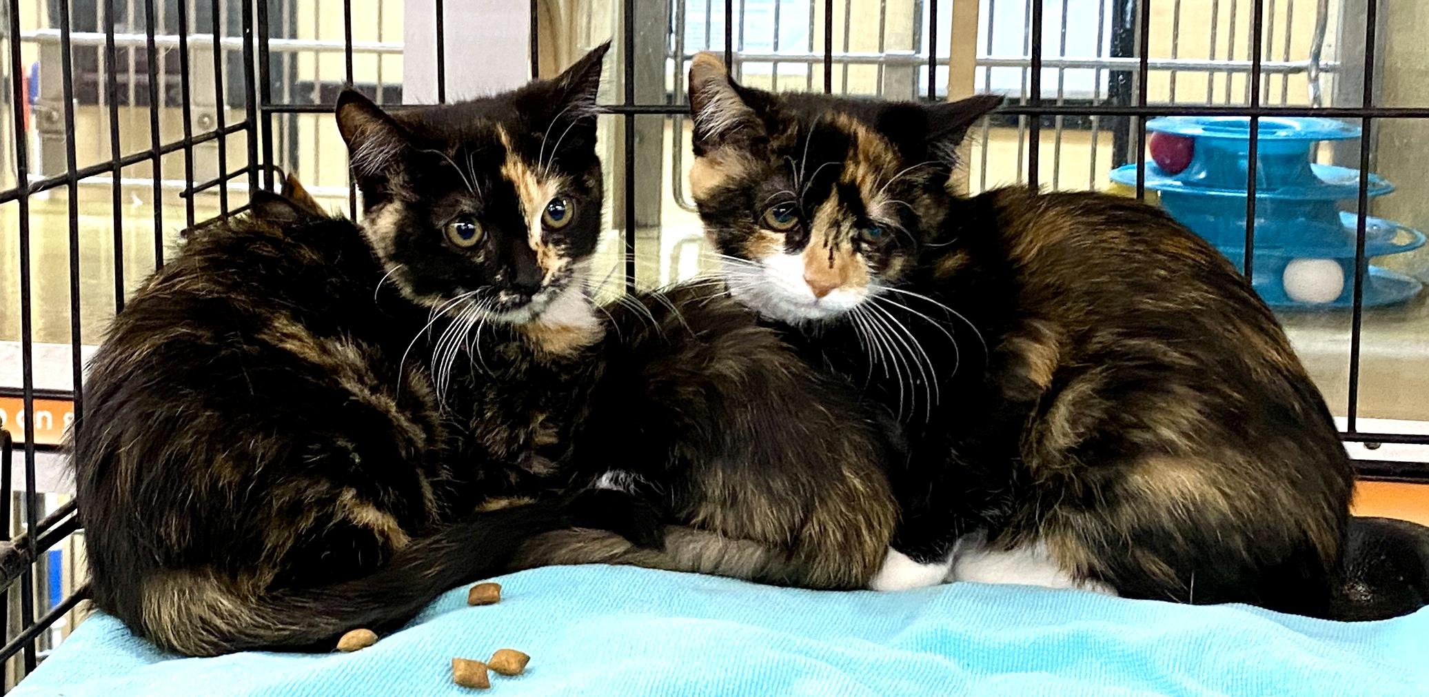 Enlarge Lucky Charms, a Adoptable mixed breed in Red Bank, NJ image 3/4