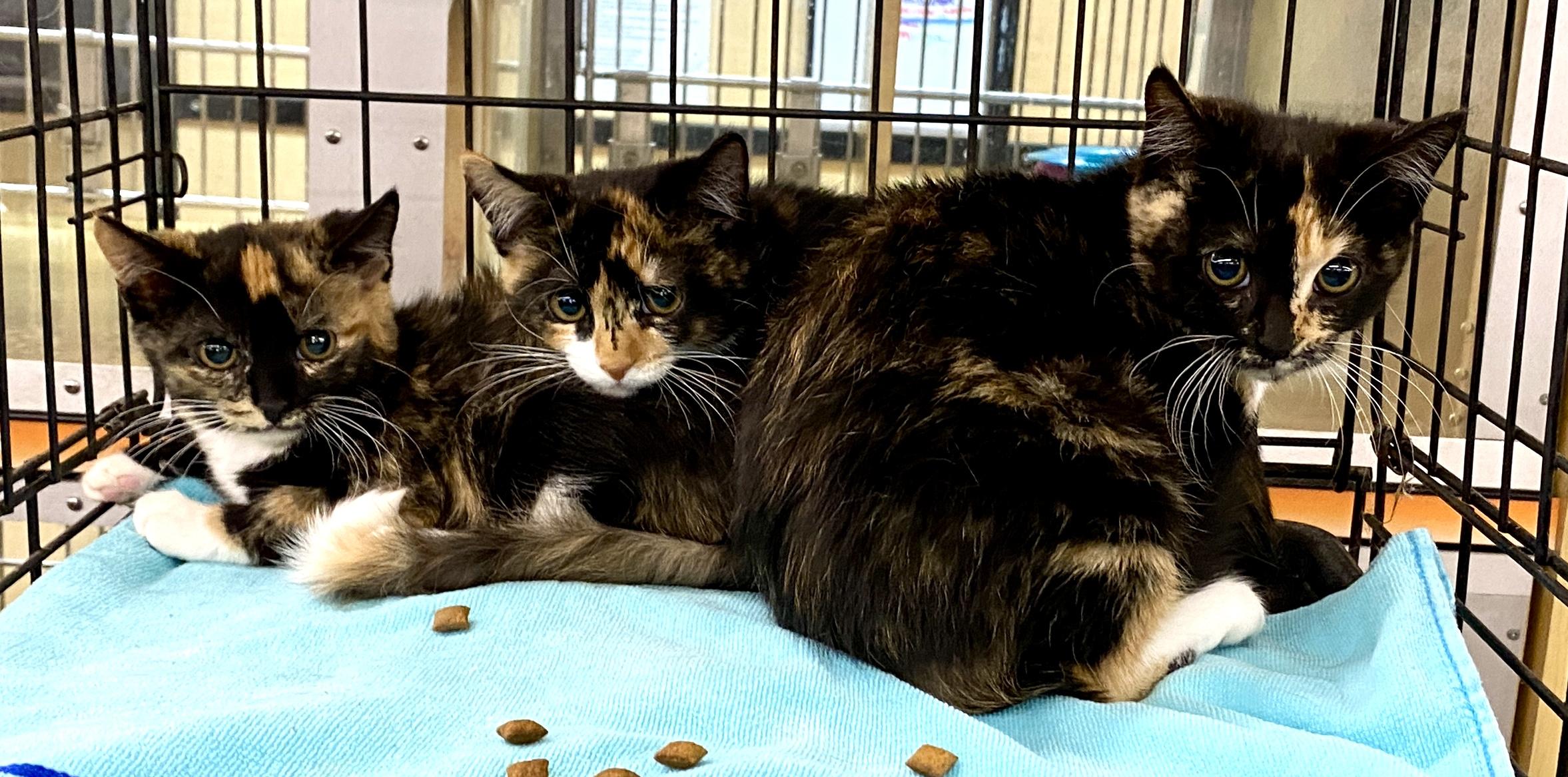 Enlarge Lucky Charms, a Adoptable mixed breed in Red Bank, NJ image 4/4