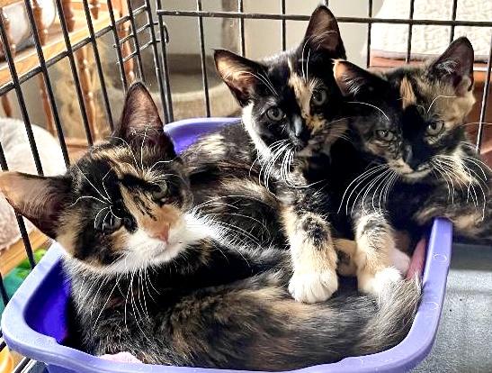 Lucky Charms, Adoptable, Kitten Female Calico & Tortoiseshell.