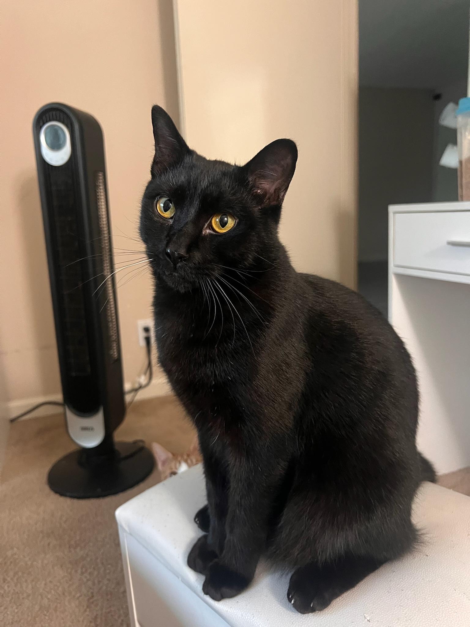 Enlarge Snugs, a ADOPTABLE Domestic Short Hair in San Mateo, CA image 2/5