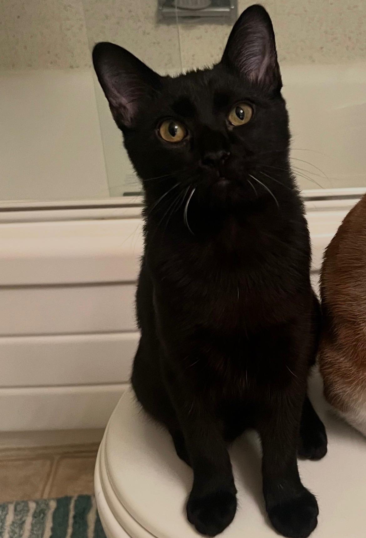 Enlarge Snugs, a ADOPTABLE Domestic Short Hair in San Mateo, CA image 4/5