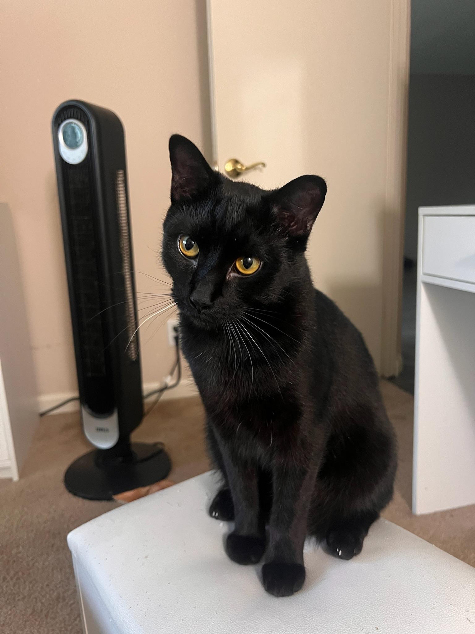 Enlarge Snugs, a ADOPTABLE Domestic Short Hair in San Mateo, CA image 3/5