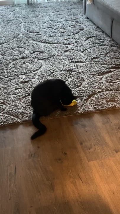 Enlarge Snugs, a ADOPTABLE Domestic Short Hair in San Mateo, CA video 5/5