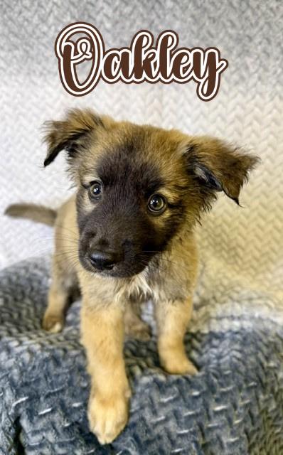 Oakley, ADOPTABLE, Puppy Male Belgian Shepherd / Malinois.