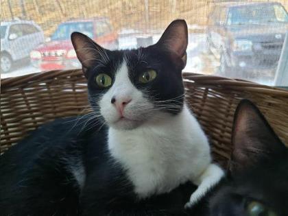 Enlarge Saba, a Adoptable Domestic Short Hair in New Freedom, PA image 1/1