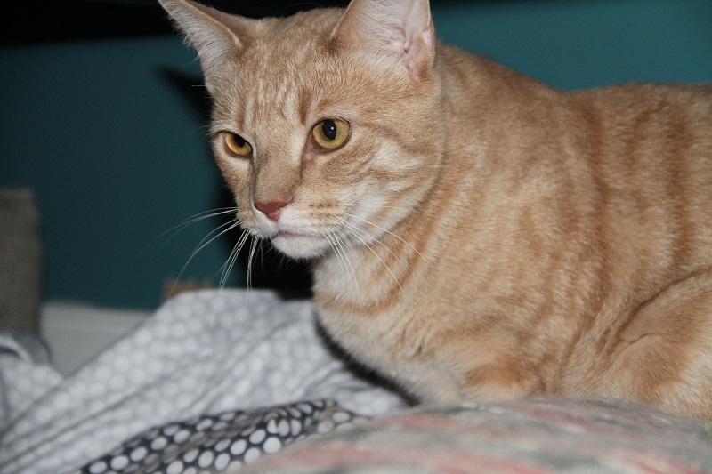 Enlarge Raj & Barry K, a Adoptable Domestic Short Hair in Fredericton, NB image 1/12