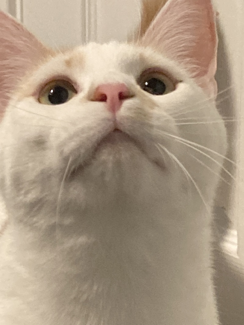 Enlarge Raj & Barry K, a Adoptable Domestic Short Hair in Fredericton, NB image 2/12