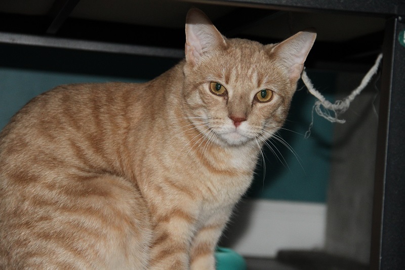 Enlarge Raj & Barry K, a Adoptable Domestic Short Hair in Fredericton, NB image 3/12