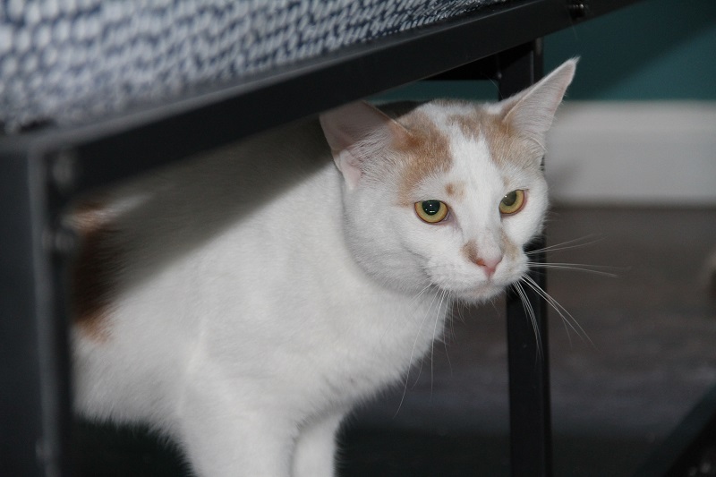 Enlarge Raj & Barry K, a Adoptable Domestic Short Hair in Fredericton, NB image 4/12