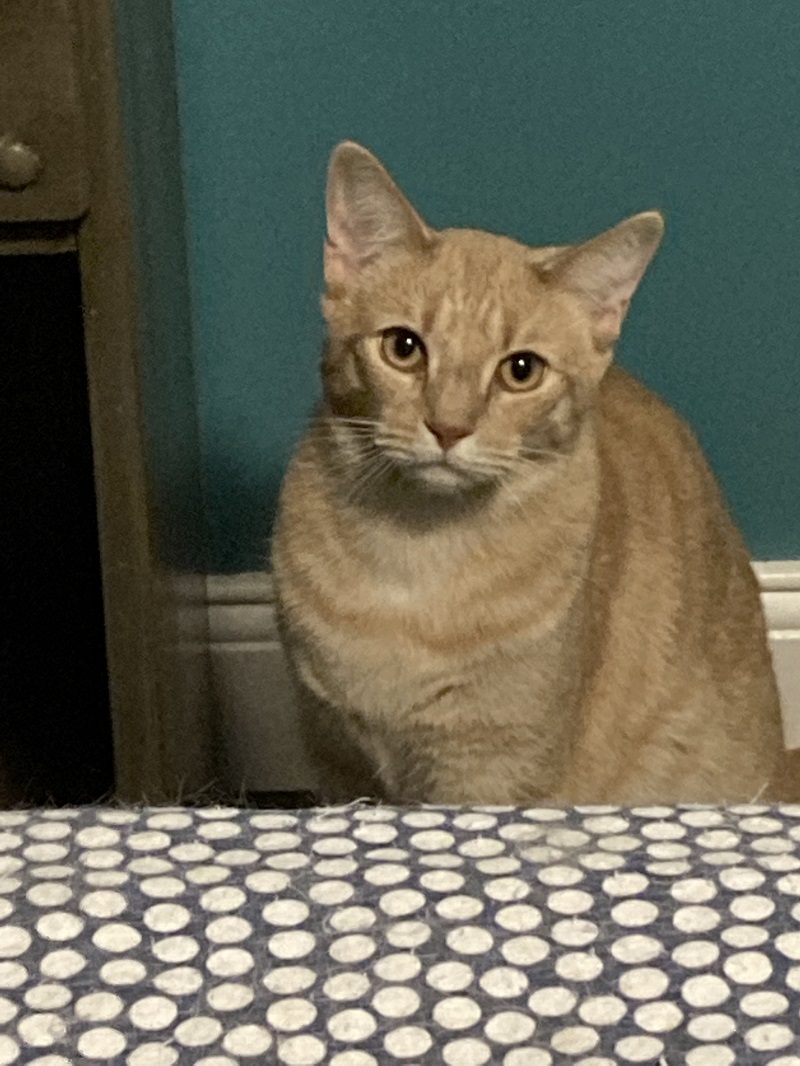 Enlarge Raj & Barry K, a Adoptable Domestic Short Hair in Fredericton, NB image 5/12