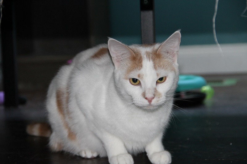 Enlarge Raj & Barry K, a Adoptable Domestic Short Hair in Fredericton, NB image 6/12