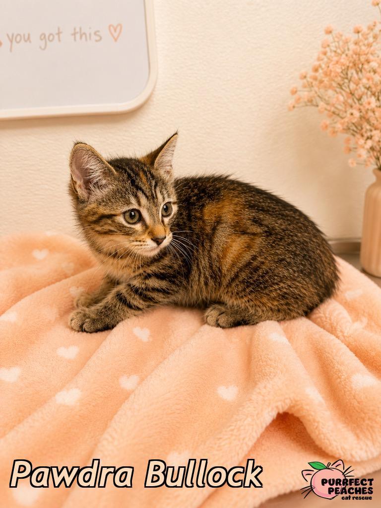 Pawdra Bullock, Adoptable, Kitten Female Domestic Short Hair.