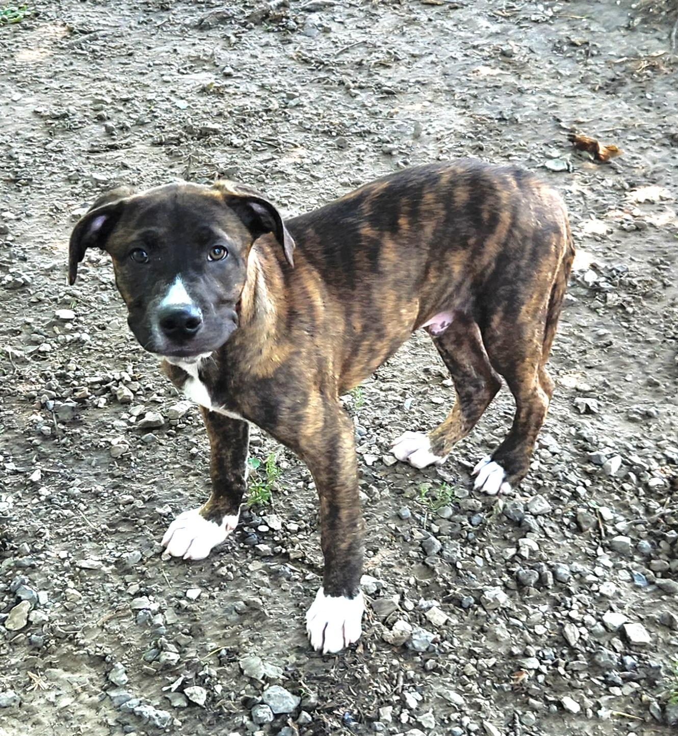 Duke