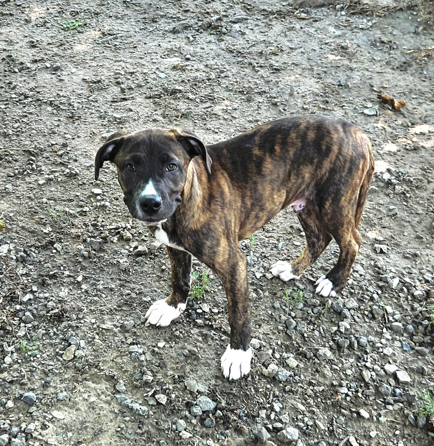Duke