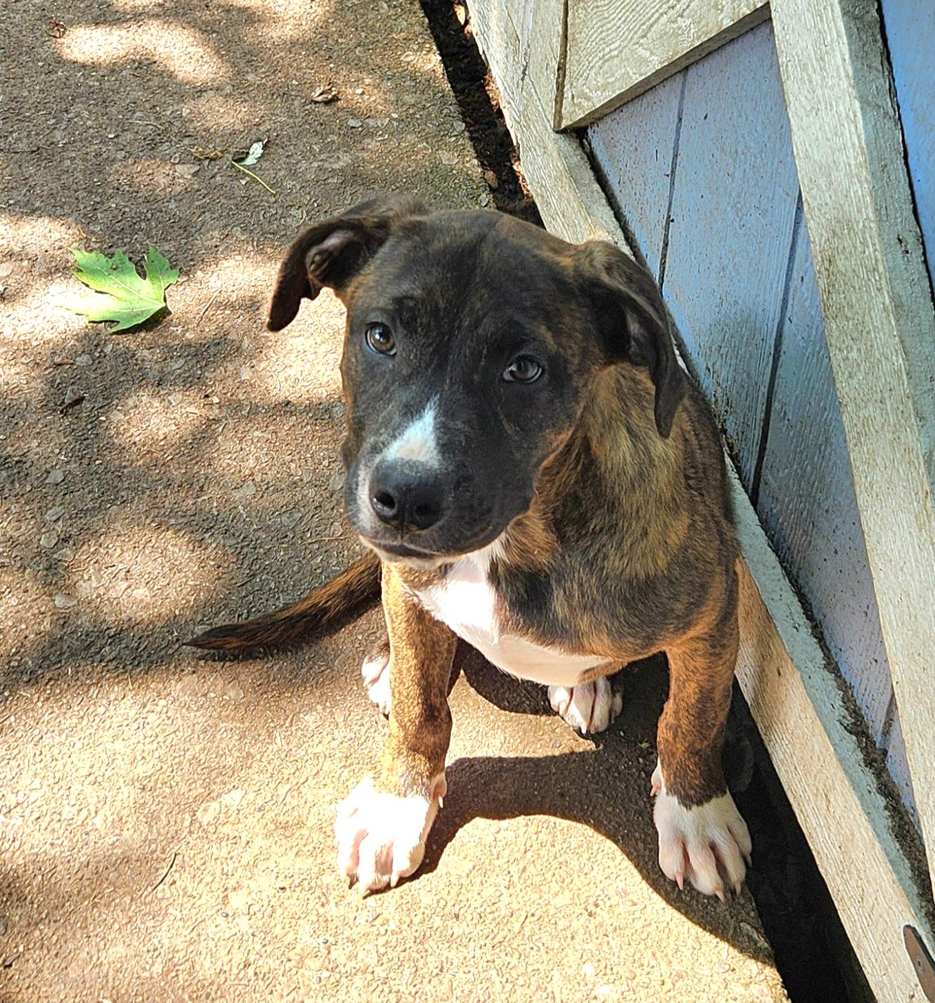 Duke