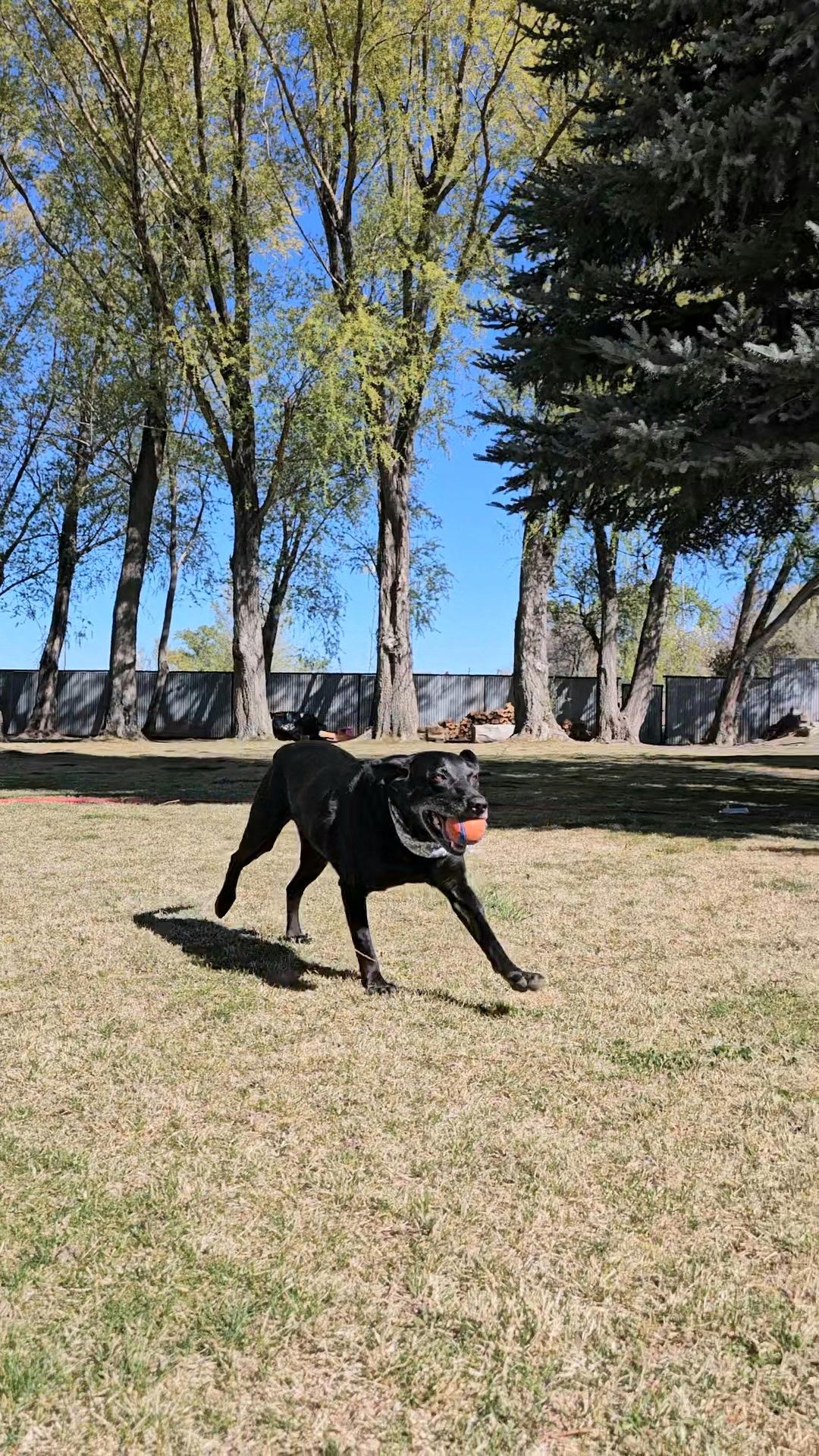 Buddy (Rico), Adoptable, Senior Male Labrador Retriever.