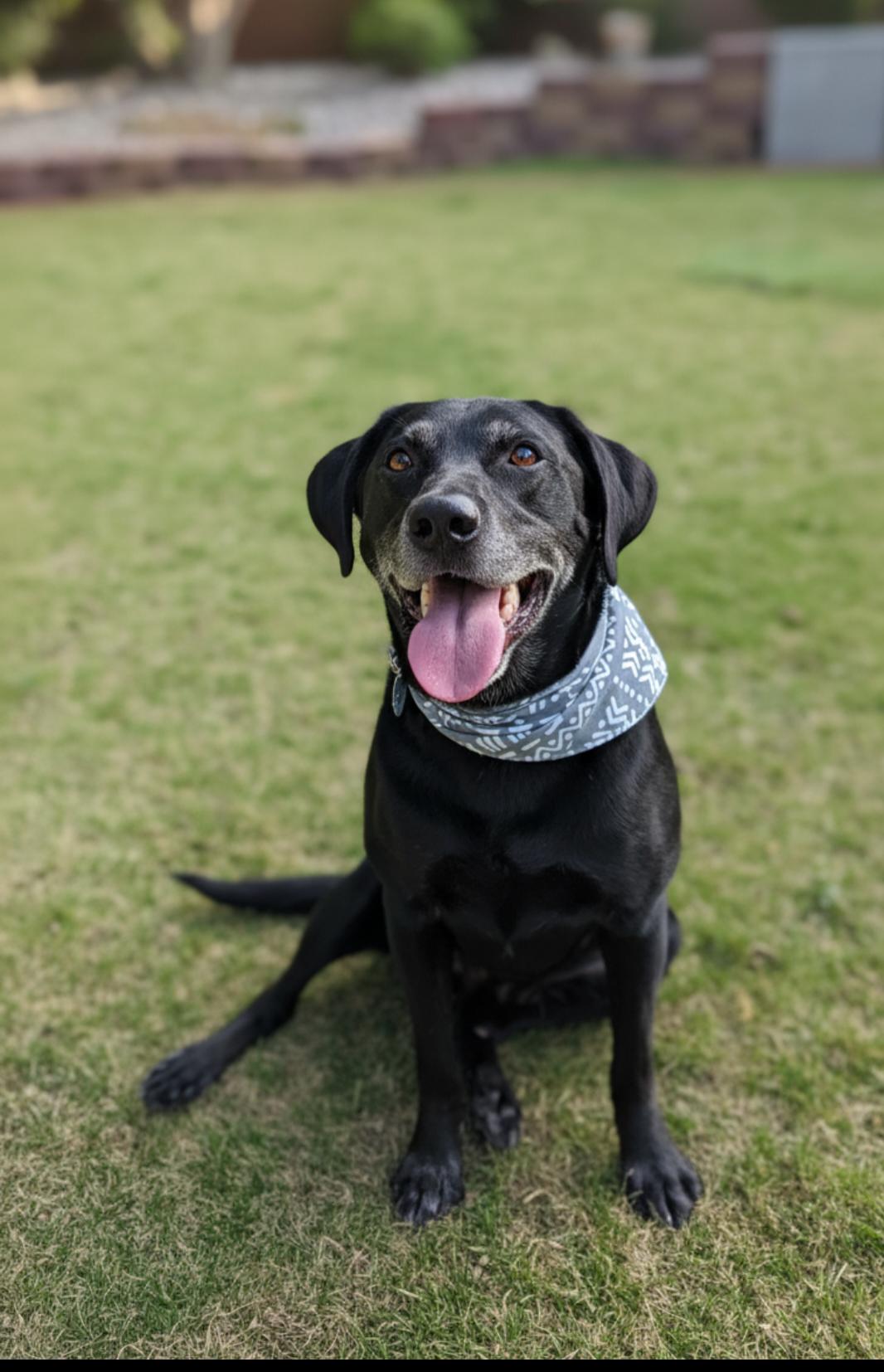 Enlarge Buddy (Rico), a Adoptable Labrador Retriever in Twin Falls, ID image 2/5