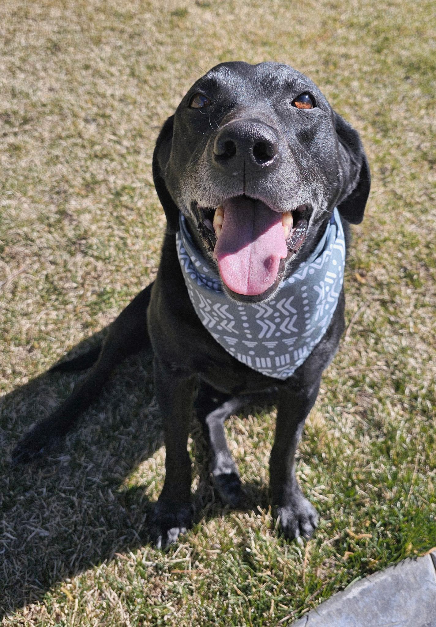 Enlarge Buddy (Rico), a Adoptable Labrador Retriever in Twin Falls, ID image 3/5
