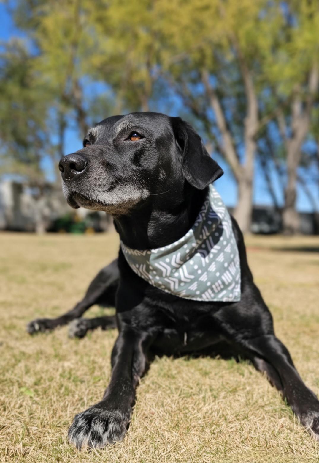 Enlarge Buddy (Rico), a Adoptable Labrador Retriever in Twin Falls, ID image 4/5