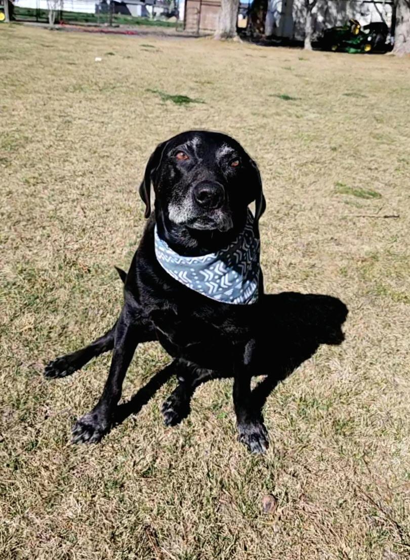 Enlarge Buddy (Rico), a Adoptable Labrador Retriever in Twin Falls, ID image 5/5