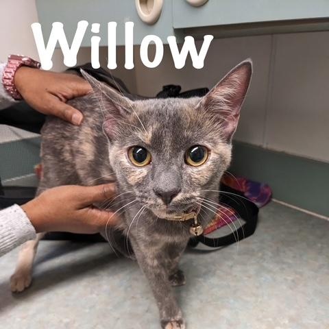 Willow