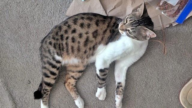 CHICKADEE - Young Bengal mix female, Adoptable, Adult Female Domestic Short Hair & Bengal.