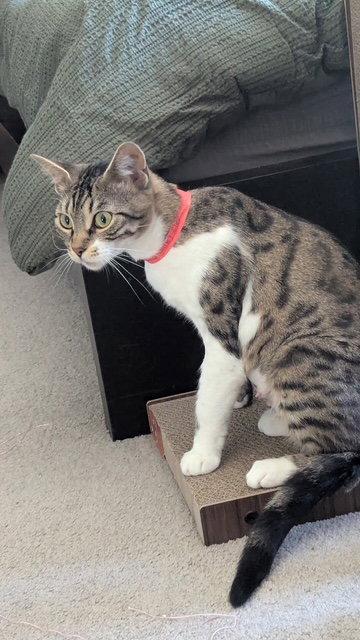CHICKADEE - Young Bengal mix female, a Adoptable mixed breed in Hillsboro, OR image 2/2